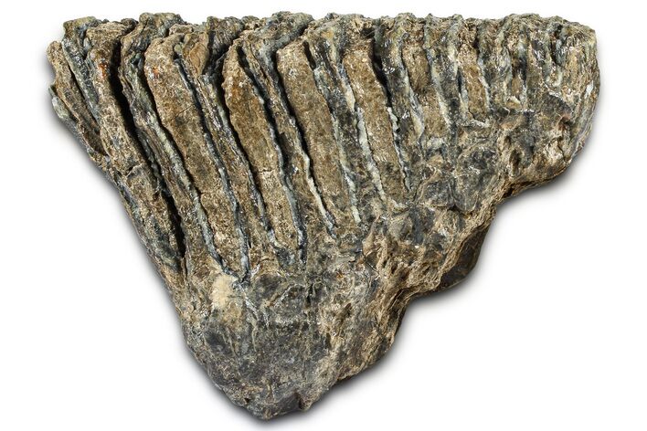 Fossil Woolly Mammoth Lower M Molar - Hungary #370355
